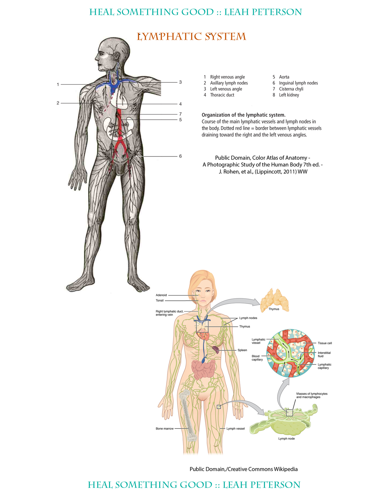 Chart Lymphatic System Heal Something Good
