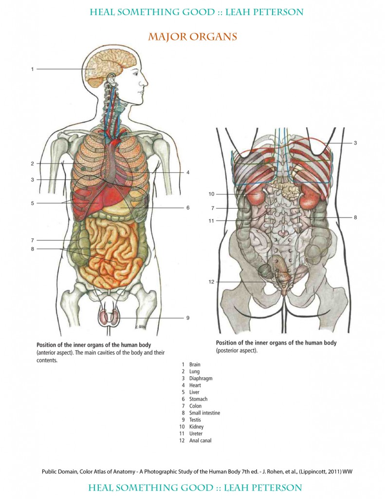 Chart Major Organs Heal Something Good