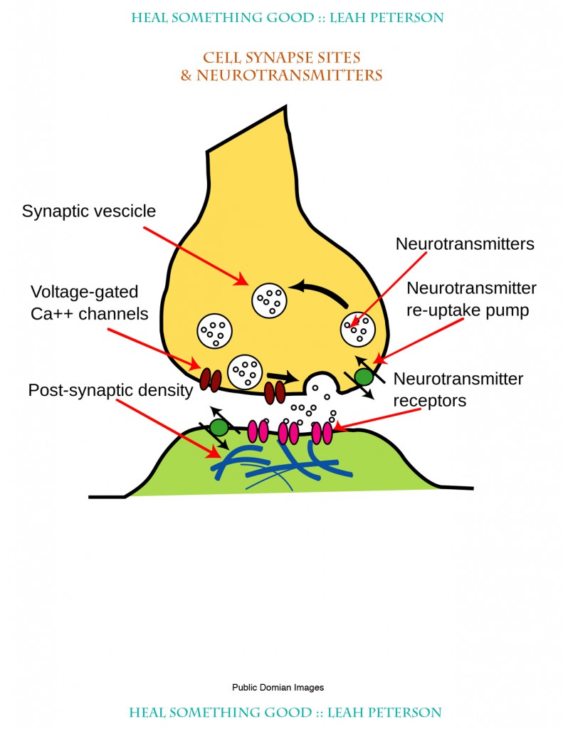 Chart – Cell Synapse Sites & Neurotransmitters – Heal Something Good