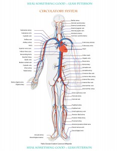 Chart – Circulatory System – Heal Something Good