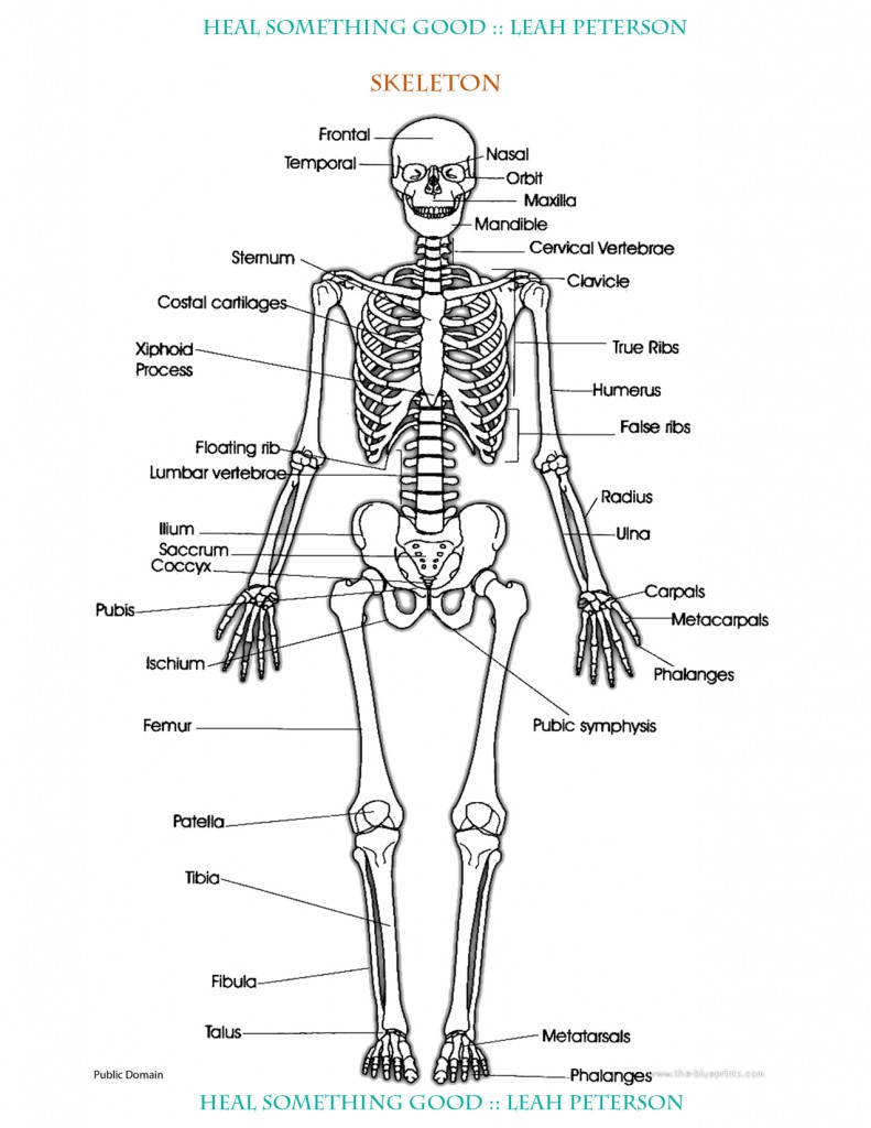 Chart – Skeleton – Heal Something Good