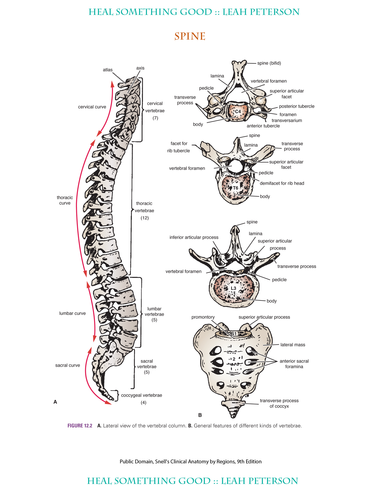 Spine Chart
