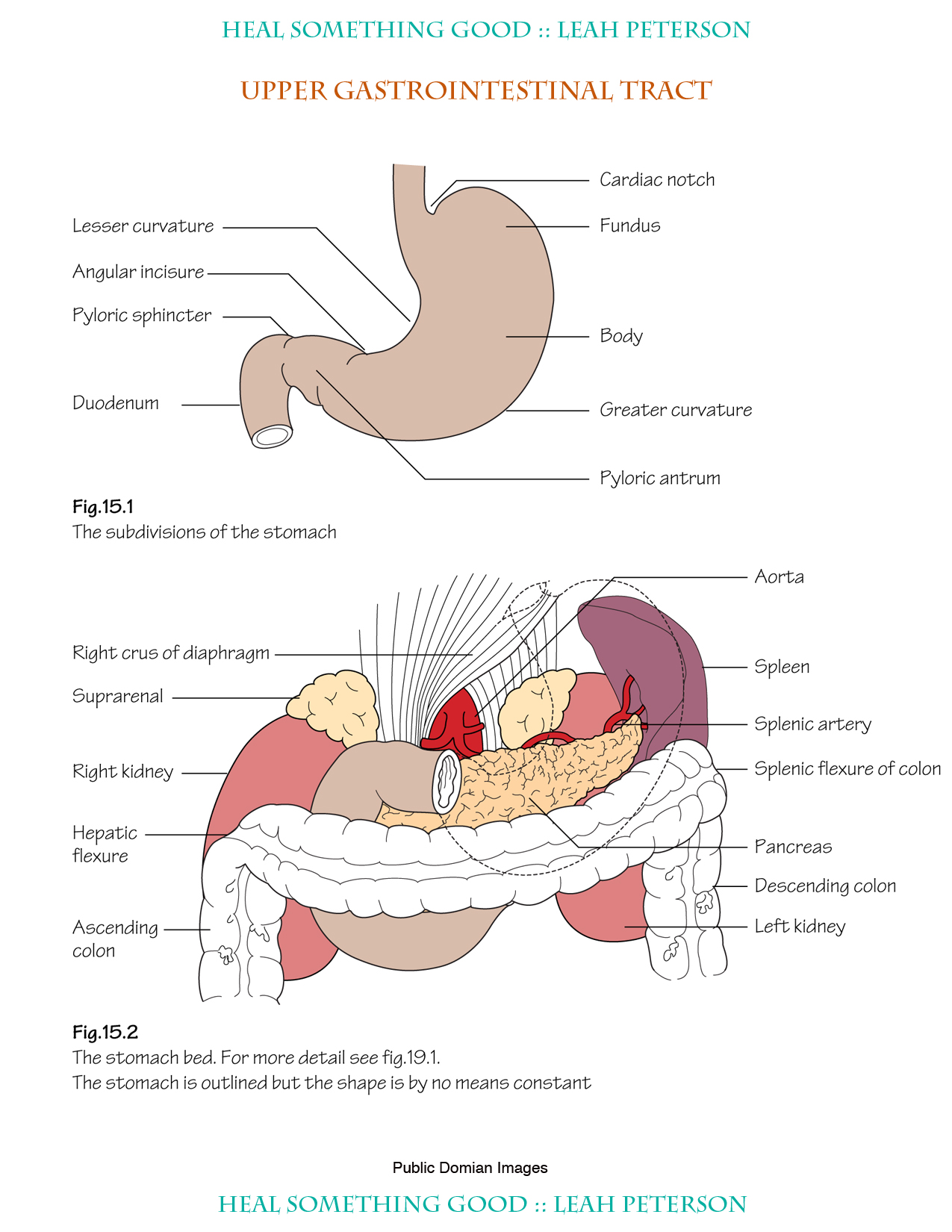 Upper Gastrointestinal Tract