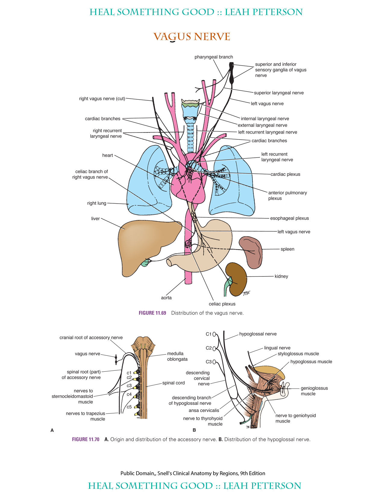 what-happens-in-vagus-the-living-proof-institute